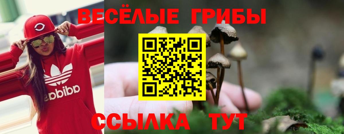 Галлюциногенные грибы Psilocybine cubensis Усть-Джегута